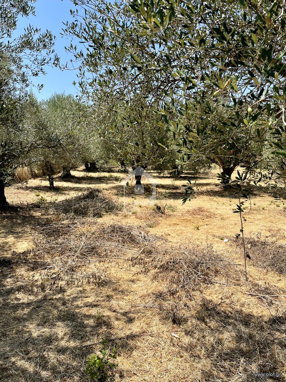 Αγροτεμάχια 3.935 τ.μ. προς πώληση, Ωρωπός Λούρου