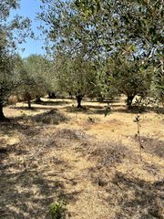 Αγροτεμάχια 3.935 τ.μ. προς πώληση, Ωρωπός Λούρου-thumb-1