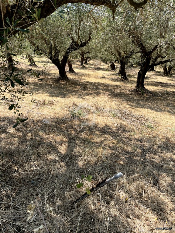 Αγροτεμάχια 3.935 τ.μ. προς πώληση, Ωρωπός Λούρου