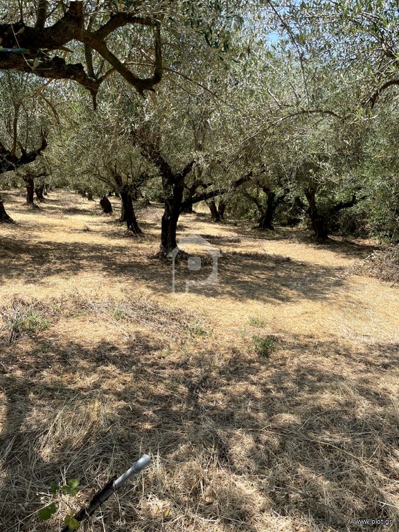 Αγροτεμάχια 3.935 τ.μ. προς πώληση, Ωρωπός Λούρου
