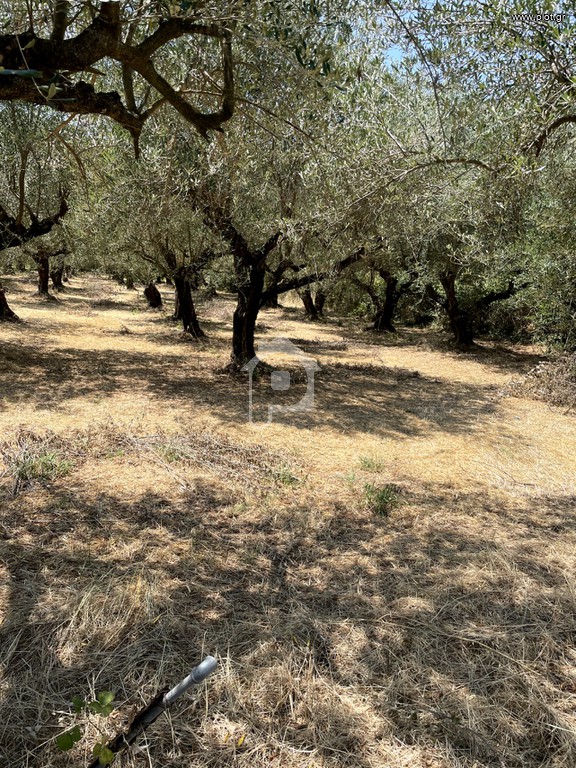 Αγροτεμάχια 3.935 τ.μ. προς πώληση, Ωρωπός Λούρου