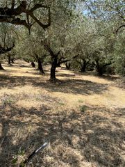 Αγροτεμάχια 3.935 τ.μ. προς πώληση, Ωρωπός Λούρου-thumb-4