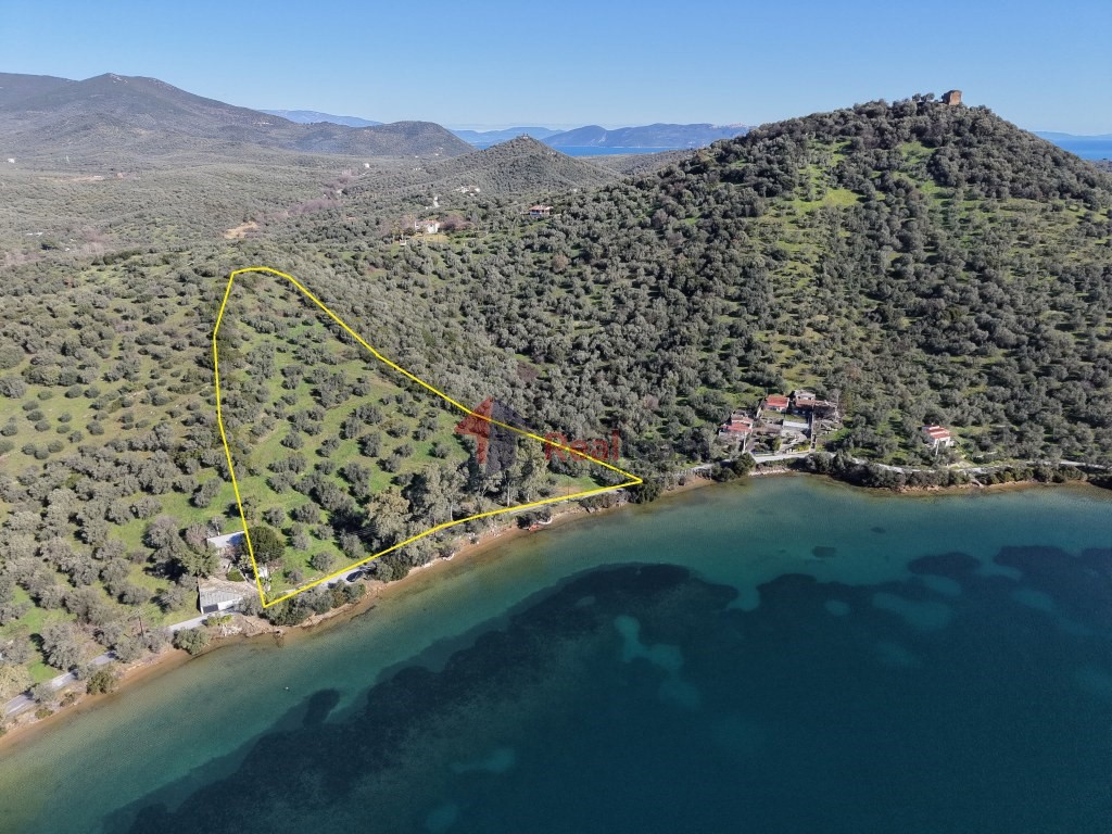 Αγροτεμάχια 12.300 τ.μ. προς πώληση, Πηγάδι Πτελεού