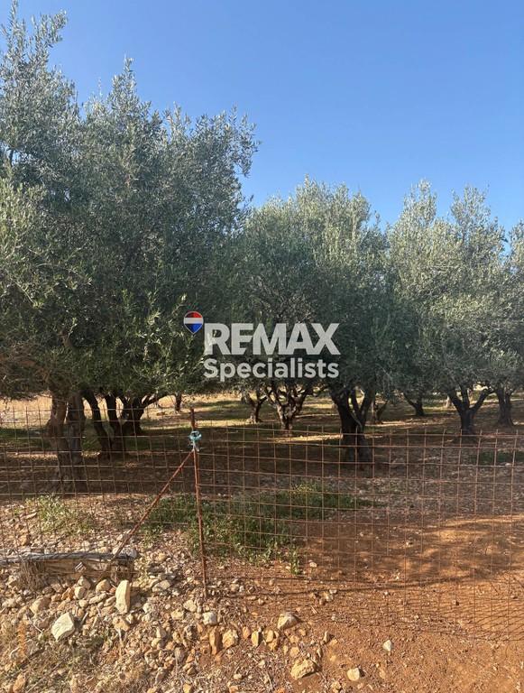 Οικόπεδο 1.281 τ.μ. προς πώληση, Μεγάλα Χωράφια