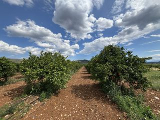 Αγροτεμάχια 8.493 τ.μ. για πώληση