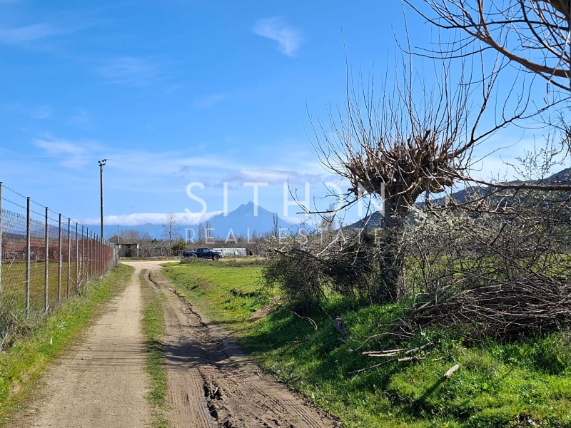 Αγροτεμάχια 2.655 τ.μ. προς πώληση, Συκιά Τορώνης