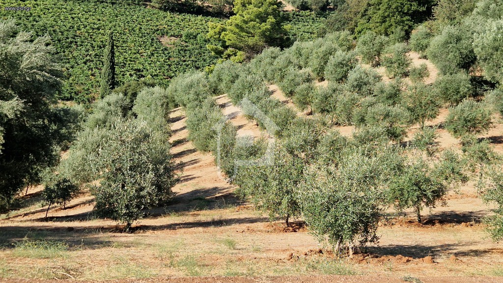 Αγροτεμάχια 25.000 τ.μ. για πώληση, Αχαΐα, Αίγιο