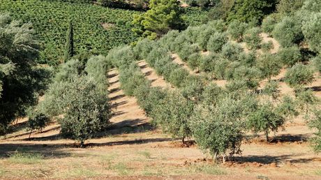 Αγροτεμάχια 25.000 τ.μ. για πώληση