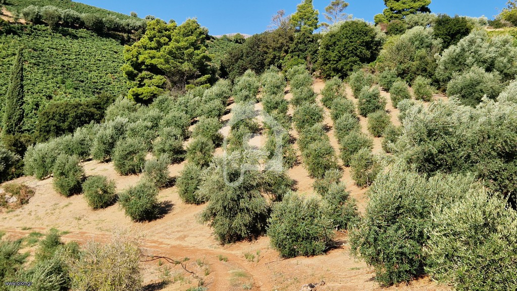 Αγροτεμάχια 25.000 τ.μ. προς πώληση, Δαφνές Αιγίου