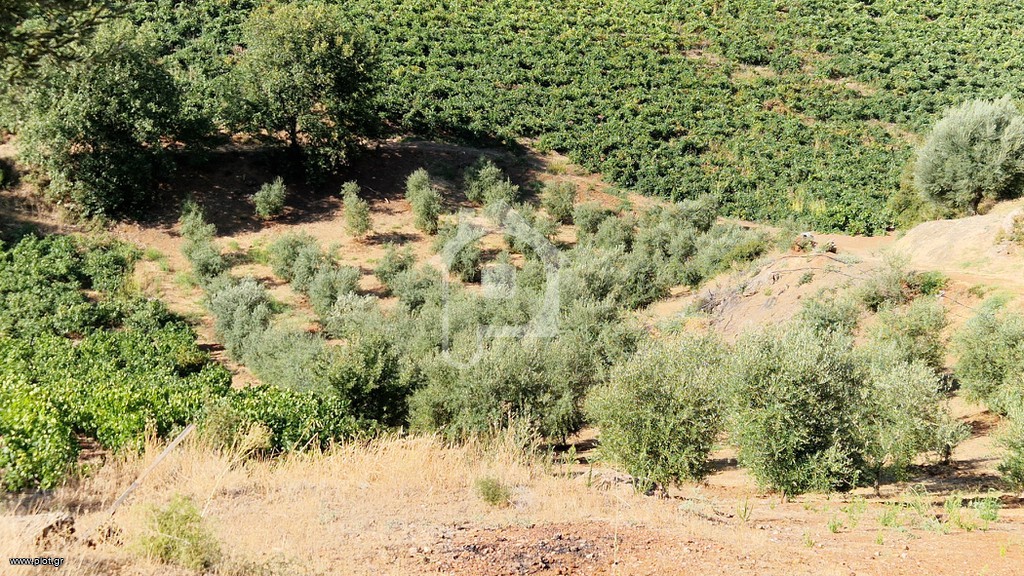 Αγροτεμάχια 25.000 τ.μ. προς πώληση, Δαφνές Αιγίου