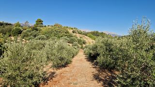 Αγροτεμάχια 25.000 τ.μ. προς πώληση, Δαφνές Αιγίου-thumb-6