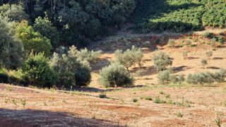 Αγροτεμάχια 25.000 τ.μ. προς πώληση, Δαφνές Αιγίου-thumb-9