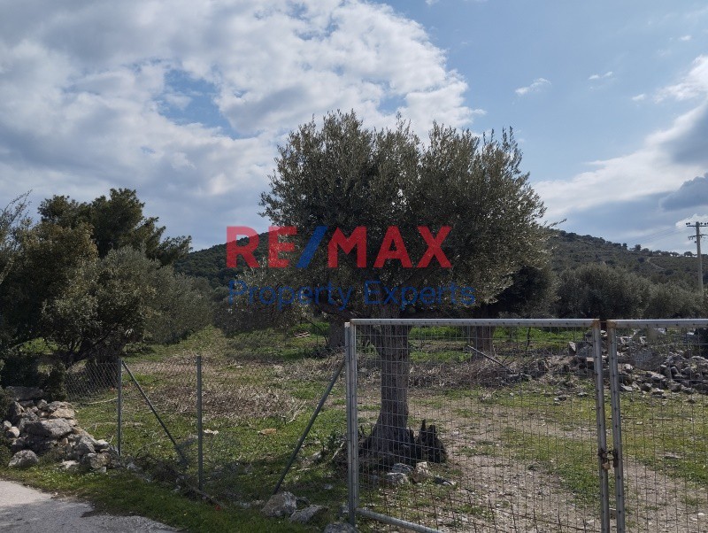 Αγροτεμάχια 2.546 τ.μ. πρός πώληση, Αττική - Υπόλοιπο, Κουβαράς