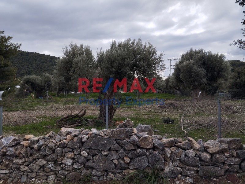 Αγροτεμάχια 2.546 τ.μ. πρός πώληση, Αττική - Υπόλοιπο, Κουβαράς