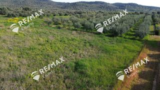 Αγροτεμάχια 4.048 τ.μ. για πώληση, Αργολίδα, Μιδέα-thumb-34