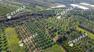 Αγροτεμάχια 4.048 τ.μ. για πώληση, Αργολίδα, Μιδέα-thumb-27