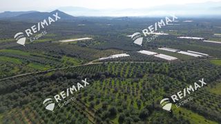 Αγροτεμάχια 4.048 τ.μ. για πώληση, Αργολίδα, Μιδέα-thumb-15