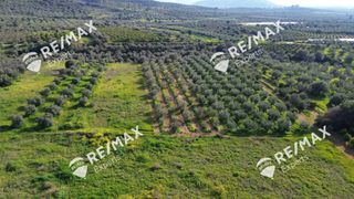 Αγροτεμάχια 4.048 τ.μ. για πώληση, Αργολίδα, Μιδέα-thumb-32