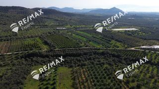 Αγροτεμάχια 4.048 τ.μ. για πώληση, Αργολίδα, Μιδέα-thumb-19