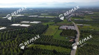 Αγροτεμάχια 4.048 τ.μ. για πώληση, Αργολίδα, Μιδέα-thumb-24