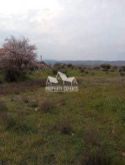 Αγροτεμάχια 4.000 τ.μ. για πώληση