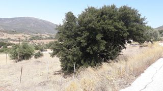 Οικόπεδο 1.692 τ.μ. για πώληση, Αργολίδα, Επίδαυρος-thumb-10