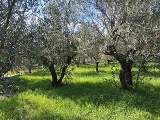 Μονοκατοικία 90 τ.μ. για πώληση, Μεσσηνία, Μεσσήνη-thumb-23