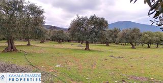 Οικόπεδο 6.800 τ.μ. για πώληση