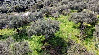 Οικόπεδο 4.600 τ.μ. για πώληση, Μεσσηνία, Καλαμάτα-thumb-3