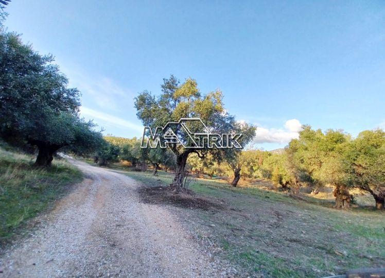 Αγροτεμάχια 10.314 τ.μ. πρός πώληση, Χαλκιδική, Σιθωνία