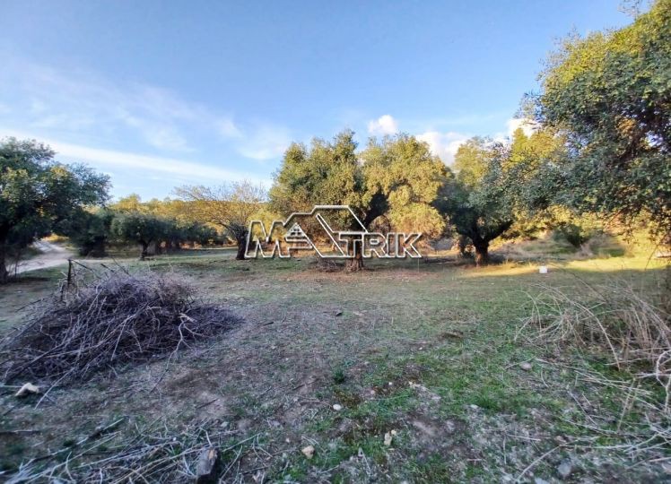 Αγροτεμάχια 10.314 τ.μ. πρός πώληση, Χαλκιδική, Σιθωνία