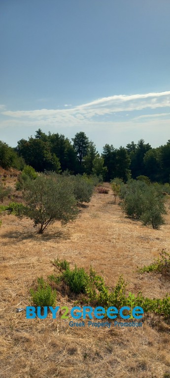 Αγροτεμάχια 12.650 τ.μ. προς πώληση, Σούλι Σικυώνας