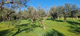 Αγροτεμάχια 11.790 τ.μ. για πώληση