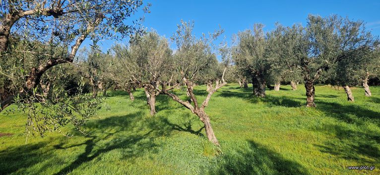 Parcel 11.790 sqm for sale, Messinia, Messini
