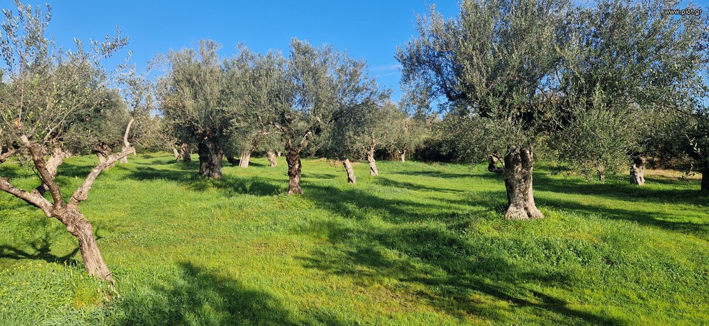 Αγροτεμάχια 11.790 τ.μ. πρός πώληση, Μεσσηνία, Μεσσήνη