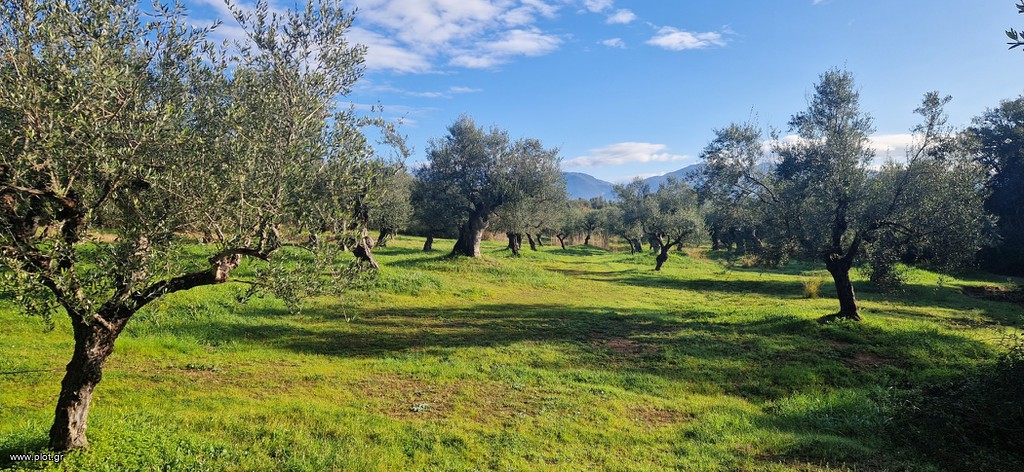 Αγροτεμάχια 11.790 τ.μ. πρός πώληση, Μεσσηνία, Μεσσήνη