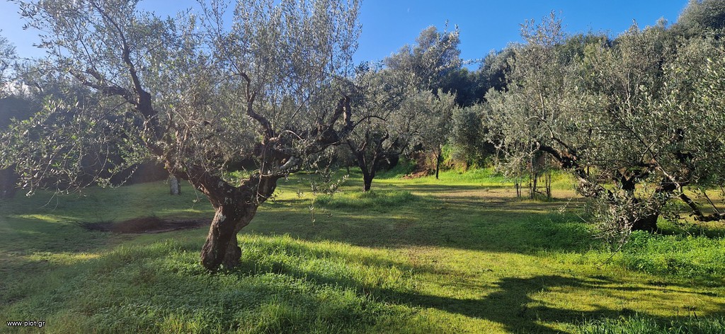 Αγροτεμάχια 11.790 τ.μ. πρός πώληση, Μεσσηνία, Μεσσήνη