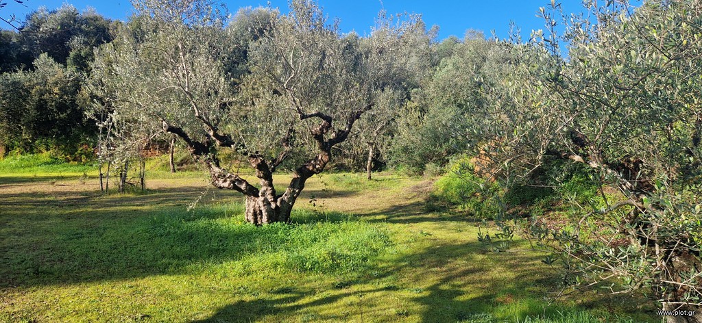 Αγροτεμάχια 11.790 τ.μ. πρός πώληση, Μεσσηνία, Μεσσήνη