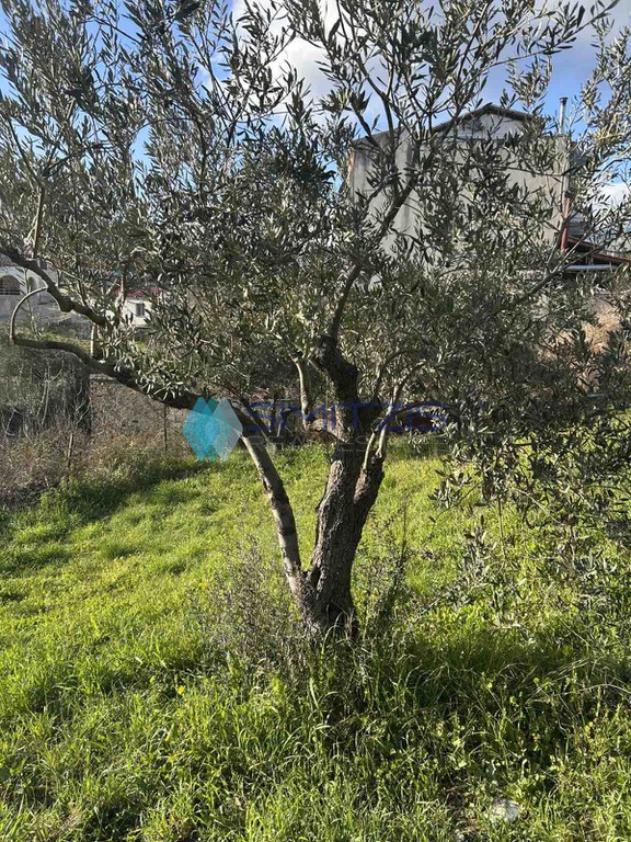 Οικόπεδο 750 τ.μ. πρός πώληση, Εύβοια, Μεσσαπία