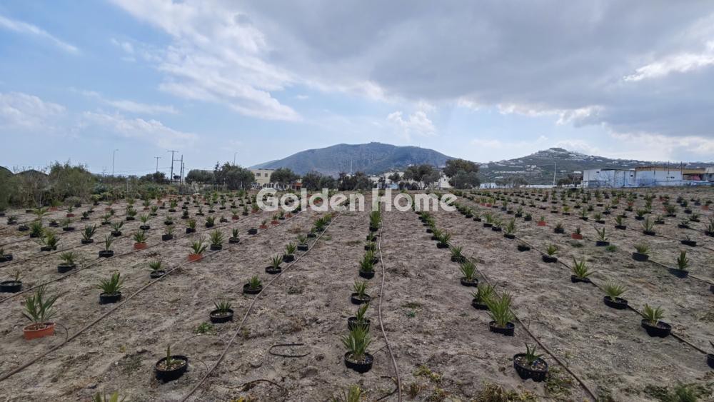 Οικόπεδο 4.000 τ.μ. προς ενοικίαση, Θήρα