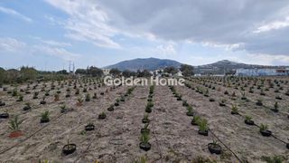 Οικόπεδο 4.000 τ.μ. για ενοικίαση, Κυκλάδες, Σαντορίνη-thumb-4