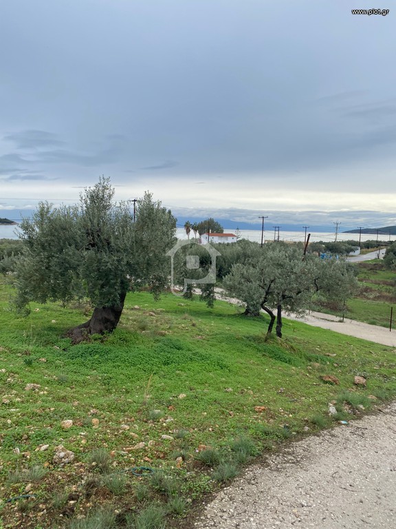 Αγροτεμάχια 5.137 τ.μ. προς πώληση, Βερβερούδα