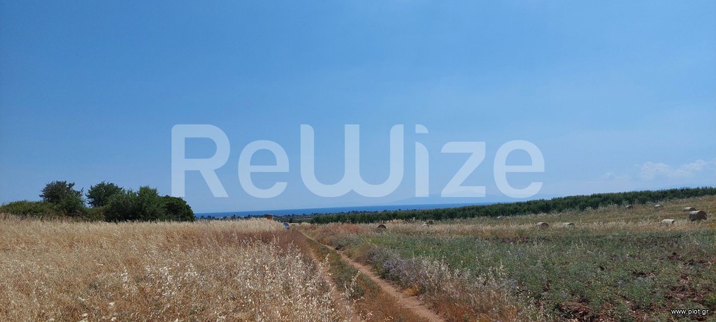 Αγροτεμάχια 24.000 τ.μ. προς πώληση, Νέα Τρίγλια