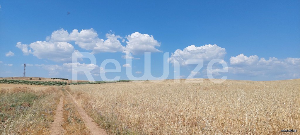 Αγροτεμάχια 24.000 τ.μ. προς πώληση, Νέα Τρίγλια