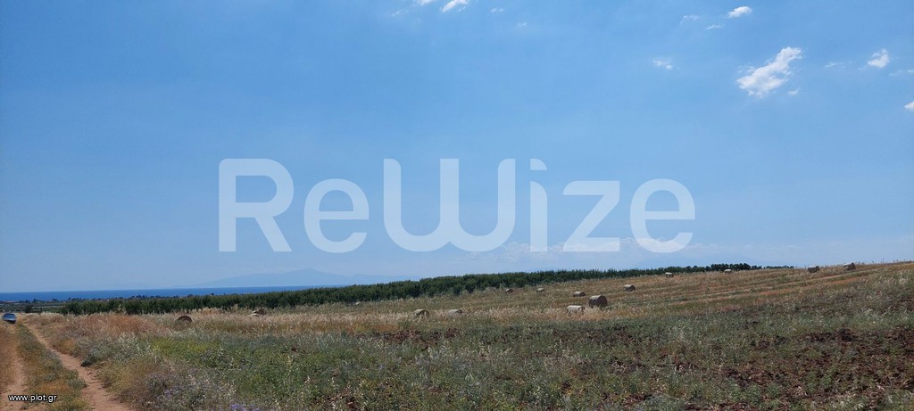 Αγροτεμάχια 24.000 τ.μ. προς πώληση, Νέα Τρίγλια