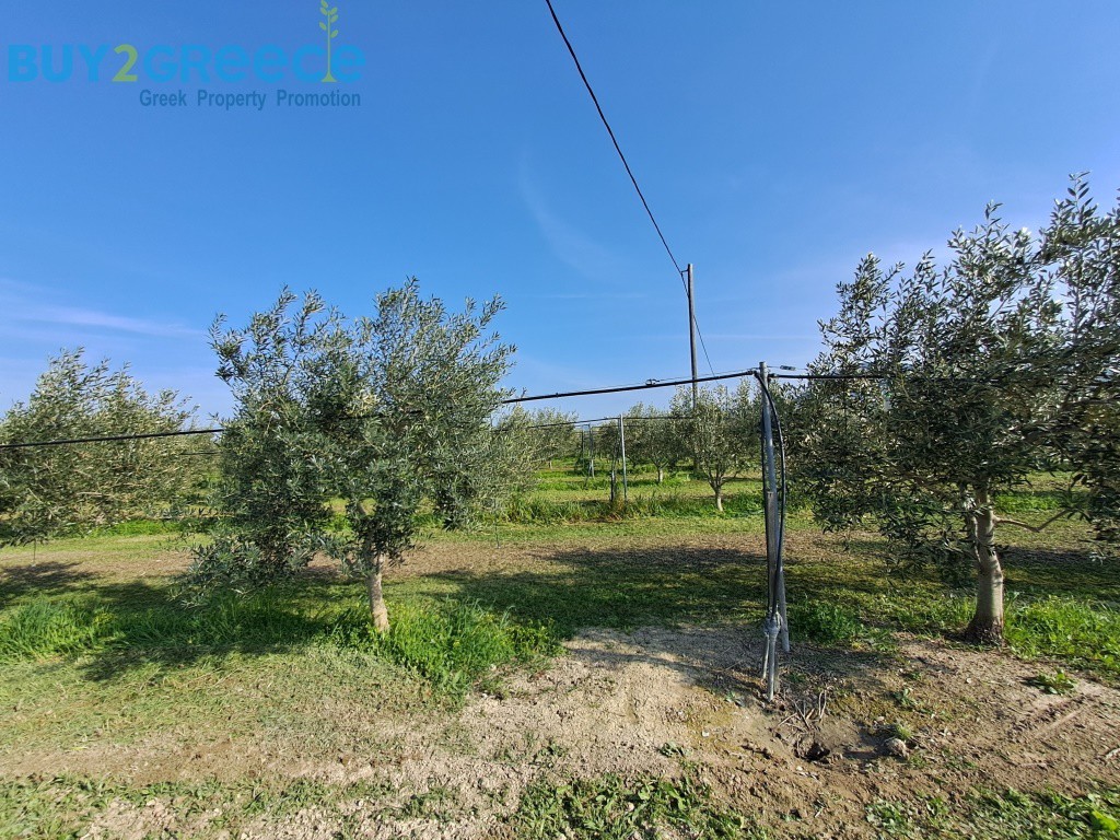 Αγροτεμάχια 9.500 τ.μ. προς πώληση, Λέχαιο