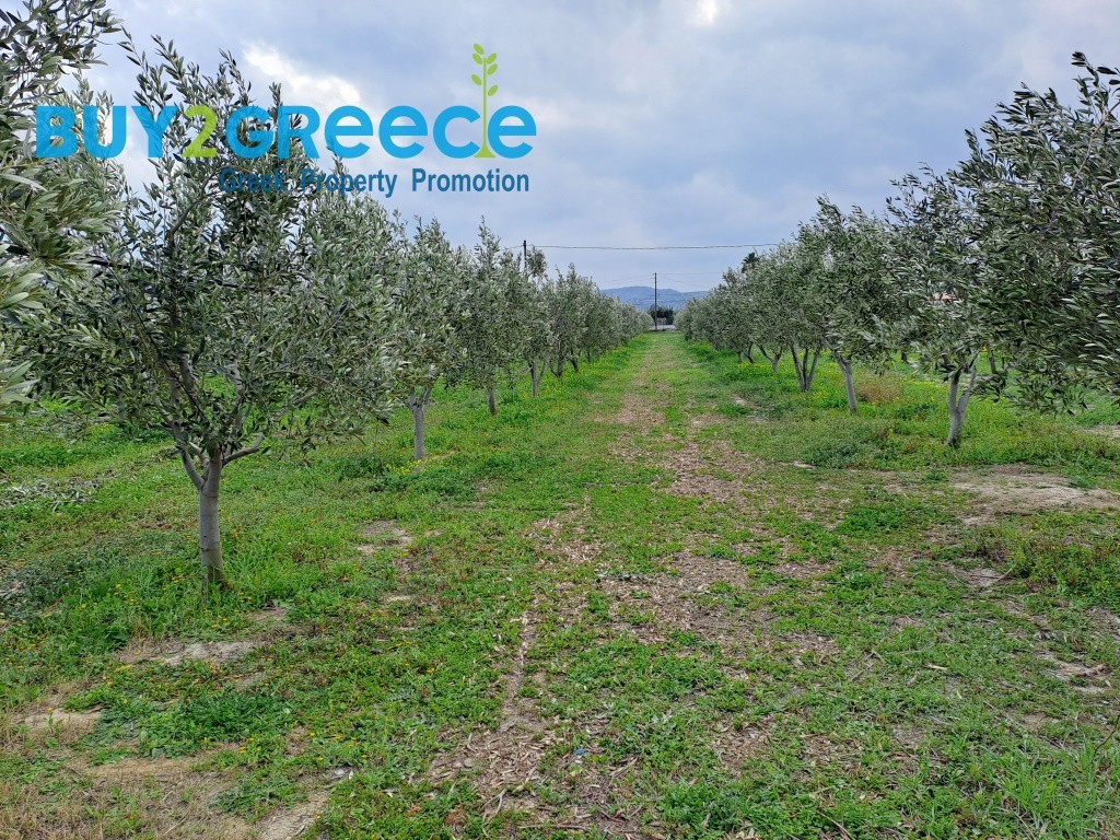 Αγροτεμάχια 9.500 τ.μ. προς πώληση, Λέχαιο