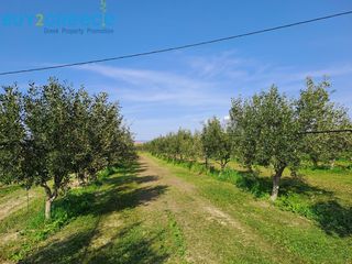 Αγροτεμάχια 9.500 τ.μ. για πώληση