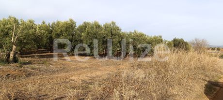 Αγροτεμάχια 4.000 τ.μ. προς πώληση