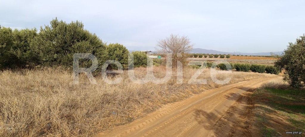 Αγροτεμάχια 4.000 τ.μ. προς πώληση, Φλογητά